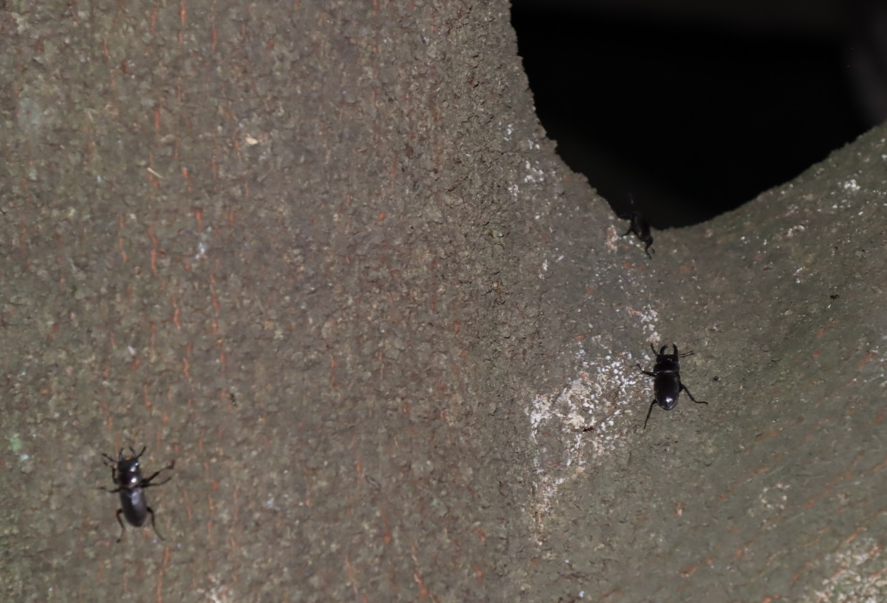 7箇所目（右側面ｰ上）_ﾋﾗﾀｸﾜｶﾞﾀ1♂、コクワガタ2♂_シラカシ_2023年7月4日20時5分 気温25度